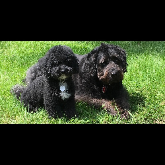 Meet Linda....AMBASSADOR - Picture 6 of 7